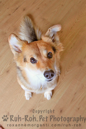 Ruh-Roh Pet Photography