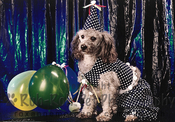Ruh-Roh Pet Photography