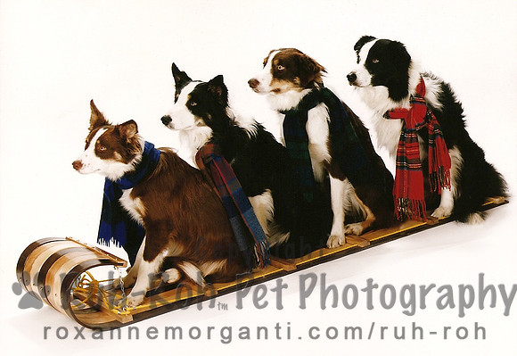 Ruh-Roh Pet Photography