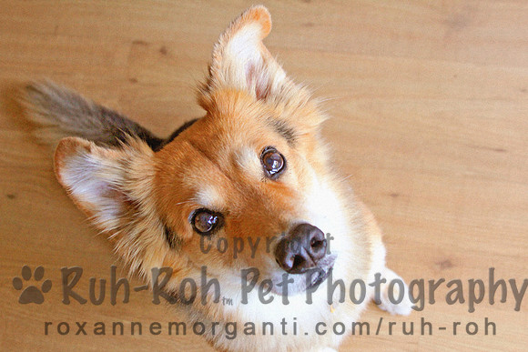 Ruh-Roh Pet Photography