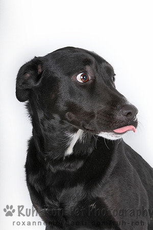 Ruh-Roh Pet Photography