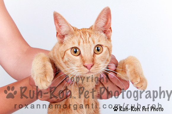 Ruh-Roh Pet Photography