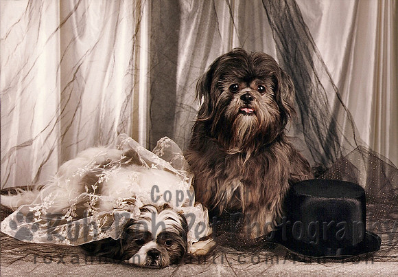 Ruh-Roh Pet Photography