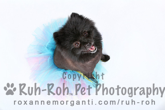 Ruh-Roh Pet Photography