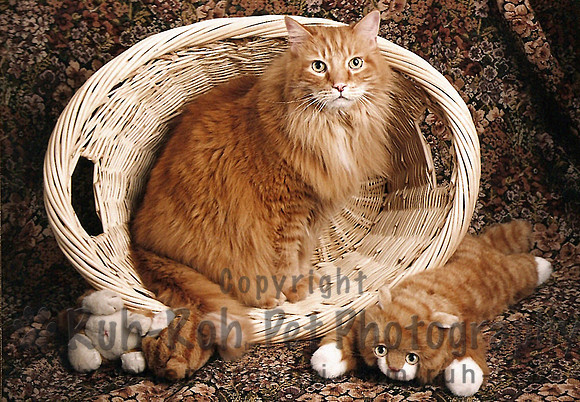 Ruh-Roh Pet Photography