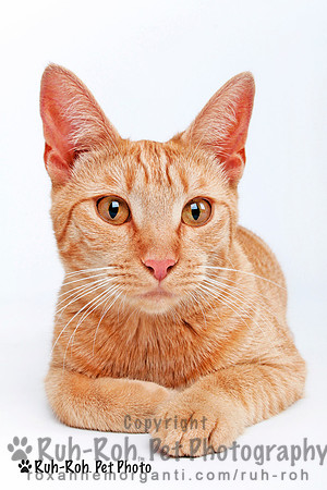 Ruh-Roh Pet Photography