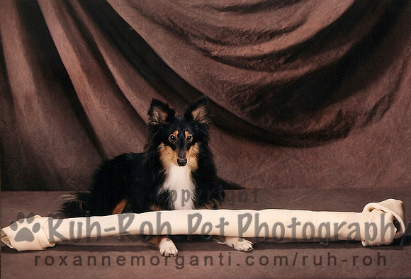Ruh-Roh Pet Photography