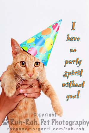 Ruh-Roh Pet Photography