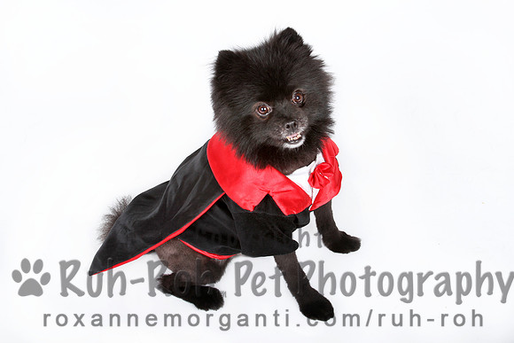 Ruh-Roh Pet Photography