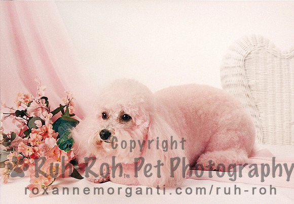 Ruh-Roh Pet Photography