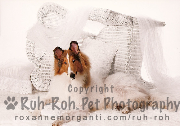 Ruh-Roh Pet Photography