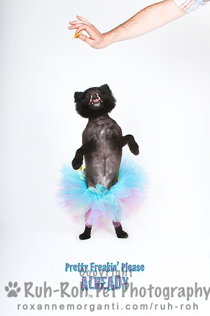 Ruh-Roh Pet Photography