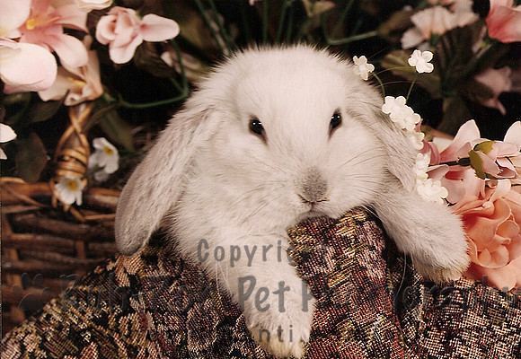 Ruh-Roh Pet Photography