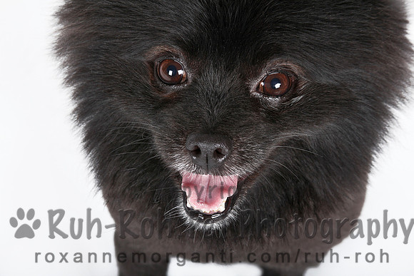 Ruh-Roh Pet Photography