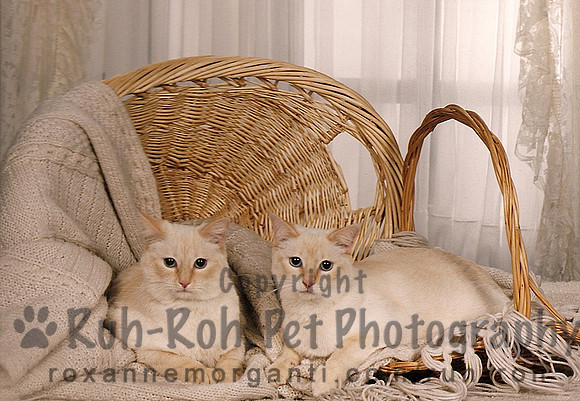 Ruh-Roh Pet Photography