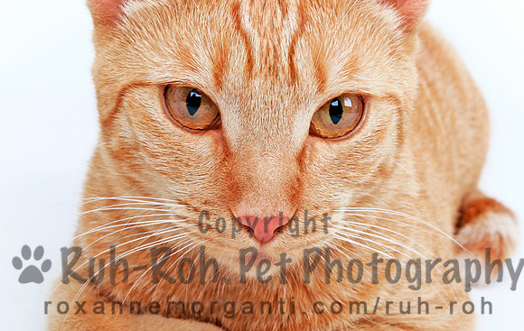 Ruh-Roh Pet Photography