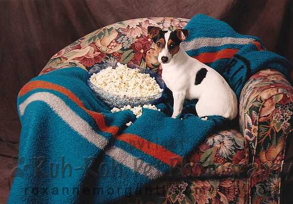 Ruh-Roh Pet Photography