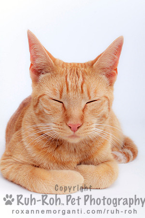 Ruh-Roh Pet Photography
