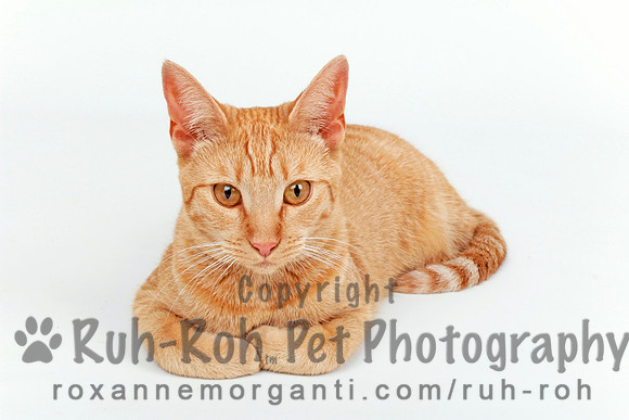 Ruh-Roh Pet Photography