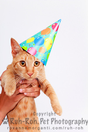 Ruh-Roh Pet Photography