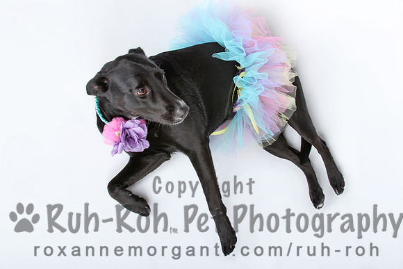 Ruh-Roh Pet Photography