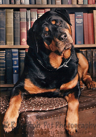 Ruh-Roh Pet Photography