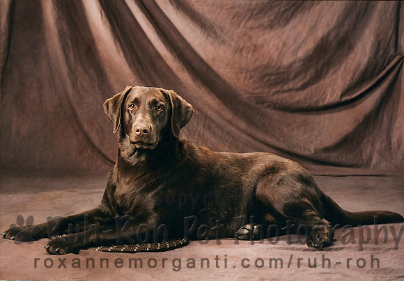 Ruh-Roh Pet Photography