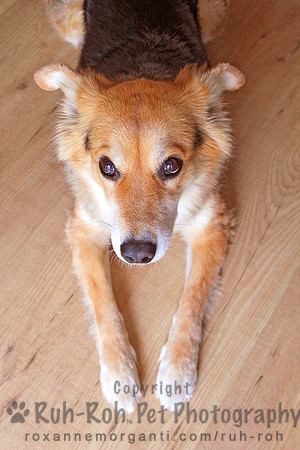 Ruh-Roh Pet Photography