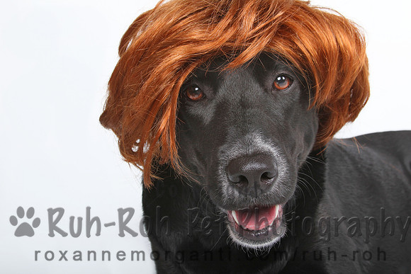 Ruh-Roh Pet Photography