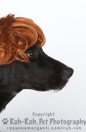 Ruh-Roh Pet Photography