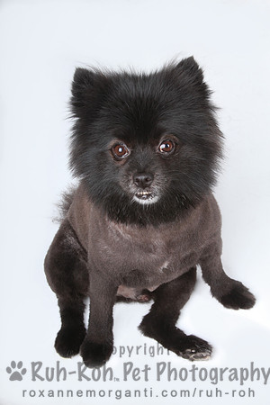 Ruh-Roh Pet Photography