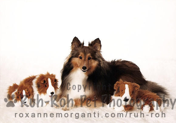 Ruh-Roh Pet Photography
