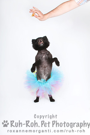 Ruh-Roh Pet Photography